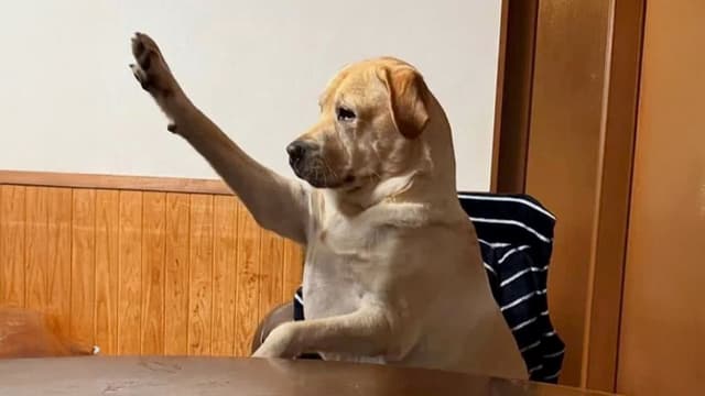 Funny Labrador Dog Videos That Will Make You LAUGH OUT LOUD 🐶
